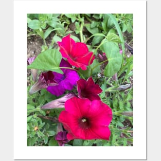 Multicolored Petunias Posters and Art